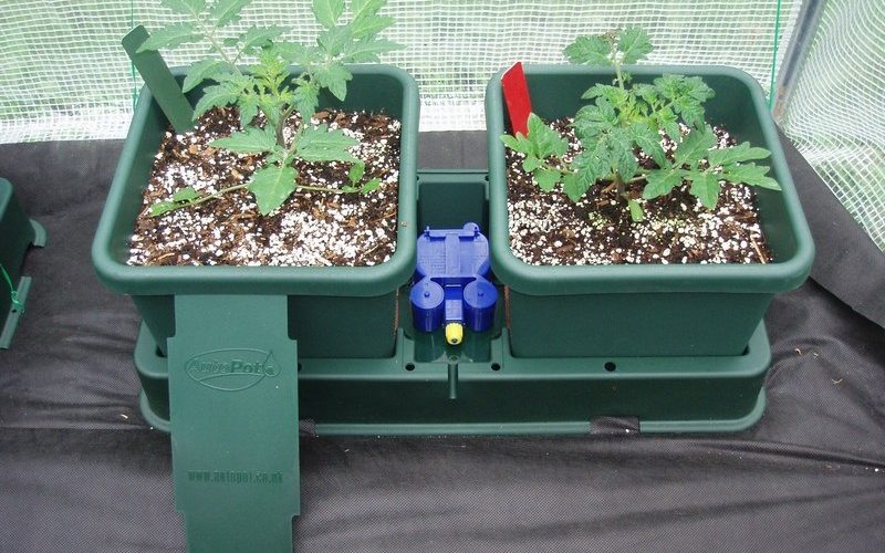 All that you need to know about buying hydroponics supplies online