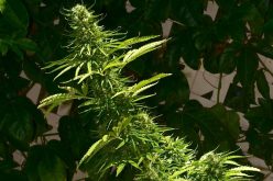 Marijuana growing strategies that you should know