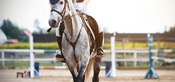 What You Need to Think About Before Getting a Horse