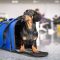 5 things to consider before buying a carrier backpack for your pet